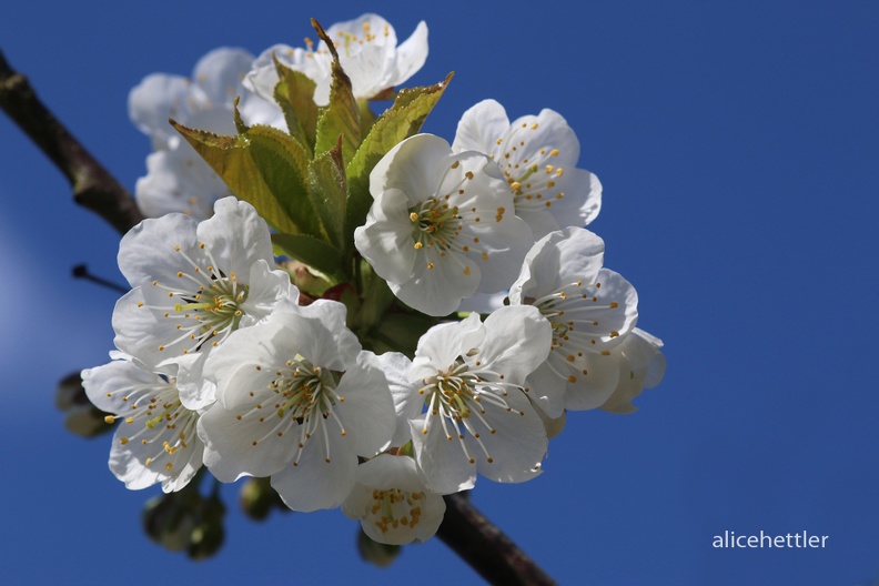 Vogel-Kirsche _Prunus avium__001.JPG